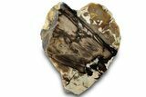 Cretaceous Petrified Wood (Araucaria) Section - Australia #260794-1